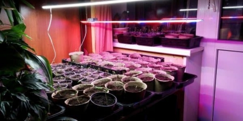 Kako uzgajati rasad paradajza kod kuće