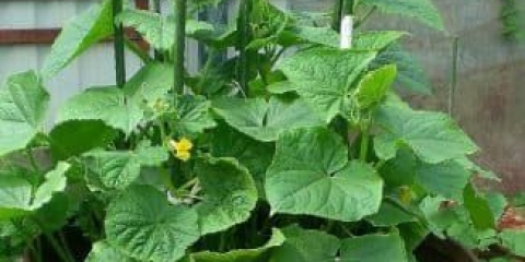 Uzgoj krastavaca u bačvama: priprema, tehnologija i karakteristike njege