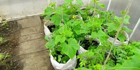 Uzgoj krastavaca u vrećama korak po korak