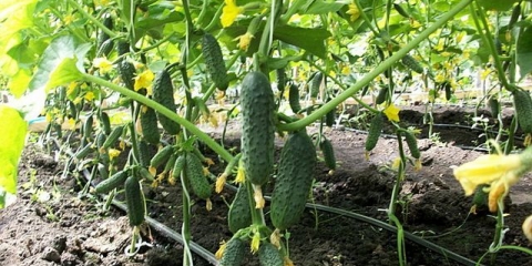 Uzgoj krastavaca na otvorenom tlu u sibiru