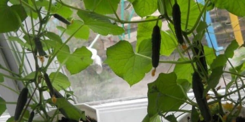 Uzgoj krastavaca u vrećama: tehnologija i korisni savjeti