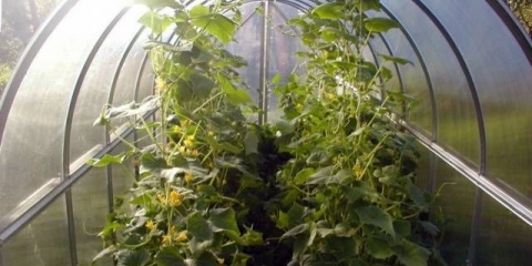 Uzgoj krastavaca u stakleniku od polikarbonata