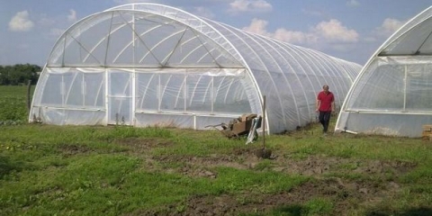 Uzgoj krastavaca u stakleniku