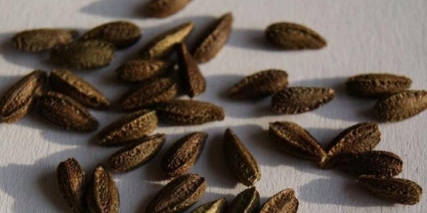 Uzgoj osteospermuma iz sjemena kod kuće