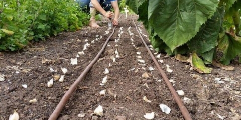 Uzgoj zimskog belog luka u otvorenom tlu