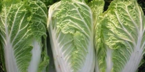 Uzgoj kineskog kupusa u sibiru