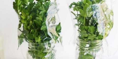 Prodajem uzgoj peršuna u stakleniku zimi