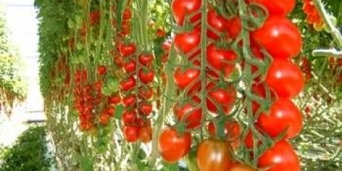 Uzgoj paradajza u stakleniku