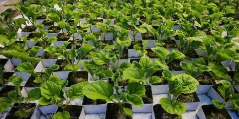 Uzgoj sadnica patlidžana kod kuće