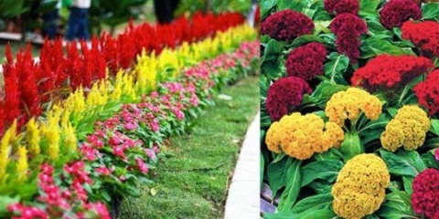 Uzgoj sadnica celozije iz sjemena kod kuće