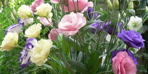 Uzgoj rasada eustoma iz sjemena