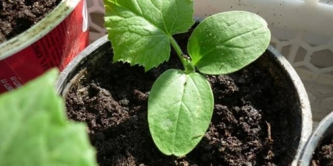 Uzgoj sadnica krastavaca na prozorskoj dasci