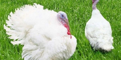 Uzgoj, uzgoj i držanje brojlerskih purana kod kuće