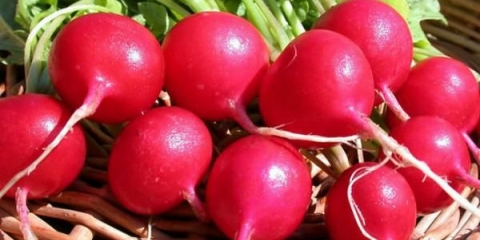 Uzgoj rotkvica u proljeće u stakleniku bez grijanja