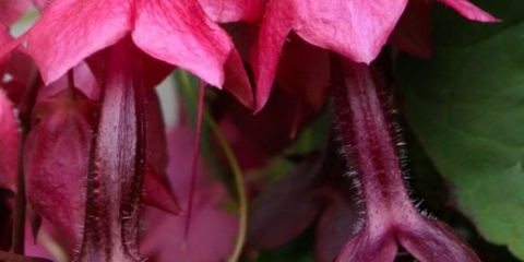 Uzgoj rodohitona iz sjemena kod kuće: fotografije cvijeća, sadnje i njege