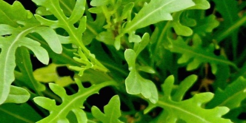 Uzgoj rukole iz sjemena na prozorskoj dasci: njega i hranjenje