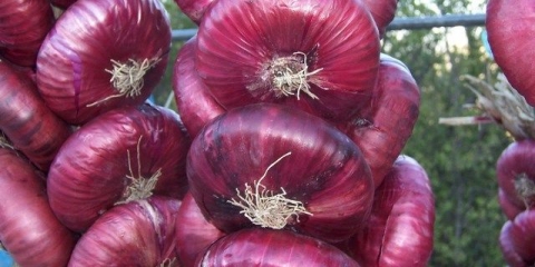 Uzgoj slatkog luka iz jalte u srednjoj traci