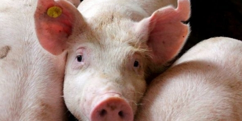 Uzgoj svinja kod kuće kao posao