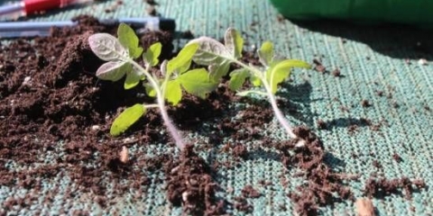 Uzgoj paradajza po kineskoj tehnologiji