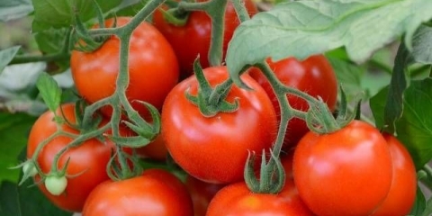 Uzgoj paradajza na otvorenom i staklenika u predgrađu