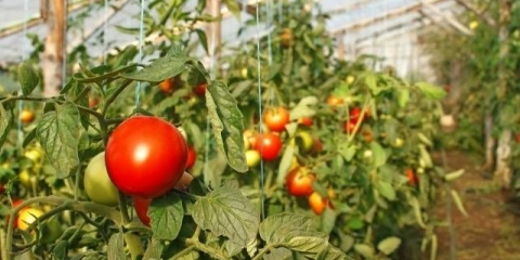 Uzgoj paradajza u stakleniku od polikarbonata