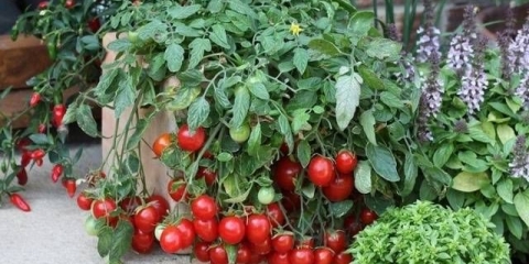 Uzgoj paradajza u kantama u stakleniku