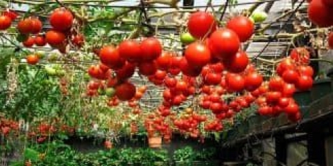 Uzgajanje paradajza