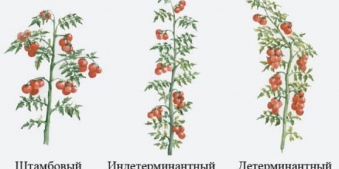 7 Najprinosnijih sorti slatkog paradajza niže veličine bez pastorka