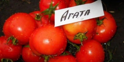 Ahat paradajz: karakteristike i opis sorte, recenzije