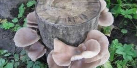 Uzgoj bukovača na panjevima u zemlji