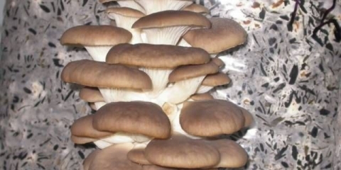 Uzgoj bukovača kod kuće od nule