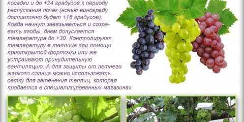 Uzgoj grožđa od a do z - vinogradarstvo za početnike