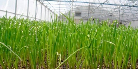 Prodajem uzgoj zelenog luka u stakleniku zimi