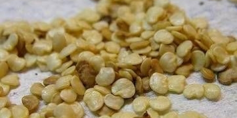 Sadnja sadnica patlidžana u otvoreno tlo