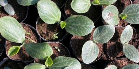 Sadnja sadnica krastavaca na otvorenom tlu