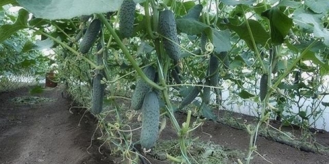 Sadnja rasada krastavaca u stakleniku