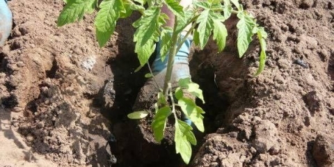 Sadnja rasada paradajza u otvoreno tlo