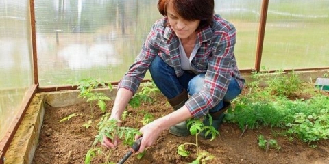 Sadnja rasada paradajza u stakleniku