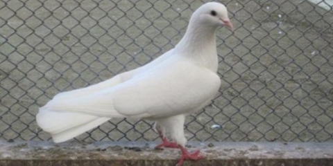 Golubovi koji lete visoko: video, fotografija, opis pasmine