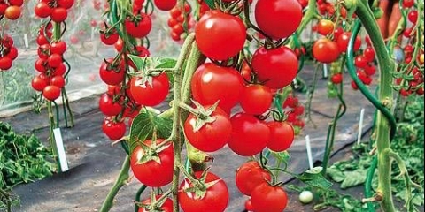 Visoki cherry paradajz: opis sorti sa fotografijama