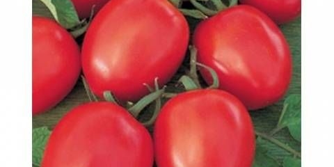 Visoki paradajz za plastenike