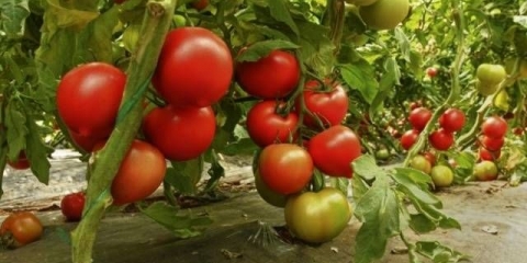 Sorte paradajza visokog prinosa