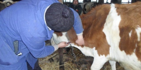 Uzimanje krvi od stoke iz kaudalne vene i jugularne