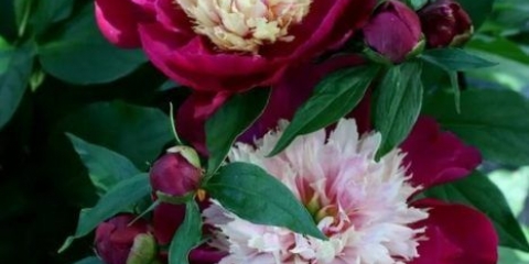 Bijela kapa (bijela kapa): fotografija i opis, recenzije