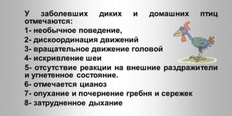 Bolesti kokošaka nosilja