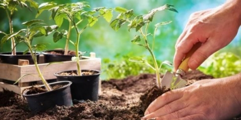 Zašto ljetni stanovnici postavljaju novine na krevete