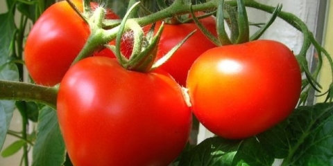 Zašto stavljati ribu ispod paradajza prilikom sadnje