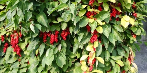 Berba za zimu schisandra chinensis