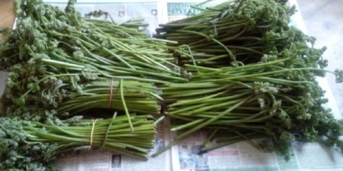 Berba paprati za zimu: sušenje, zamrzavanje