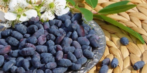 Berba orlovih noktiju za zimu bez kuhanja: recepti sa šećerom